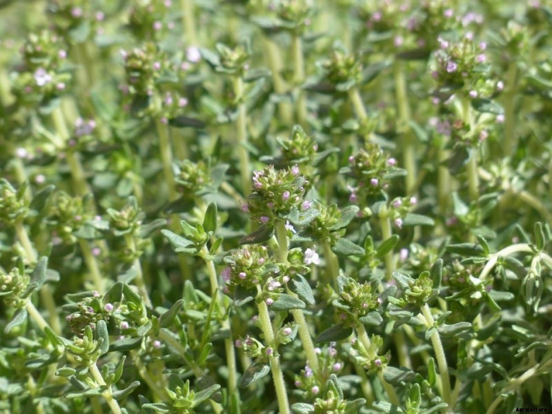 Growing Thyme Hydroponically from Seed – A Full Guide