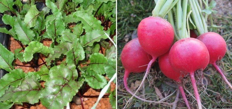 Growing Beetroot Hydroponically – A Full Guide