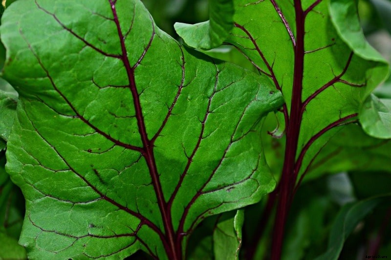 Growing Beetroot Hydroponically – A Full Guide