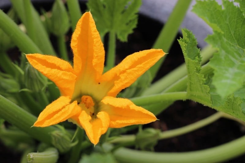 Growing Zucchini Hydroponically – A Full Guide