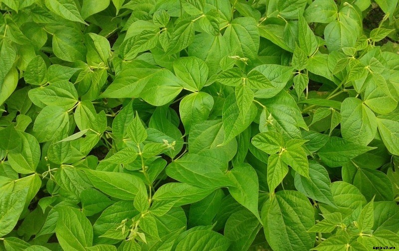 Growing Beans Hydroponically; Planting; Care; Harvest