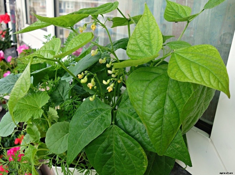 Growing Beans Hydroponically; Planting; Care; Harvest