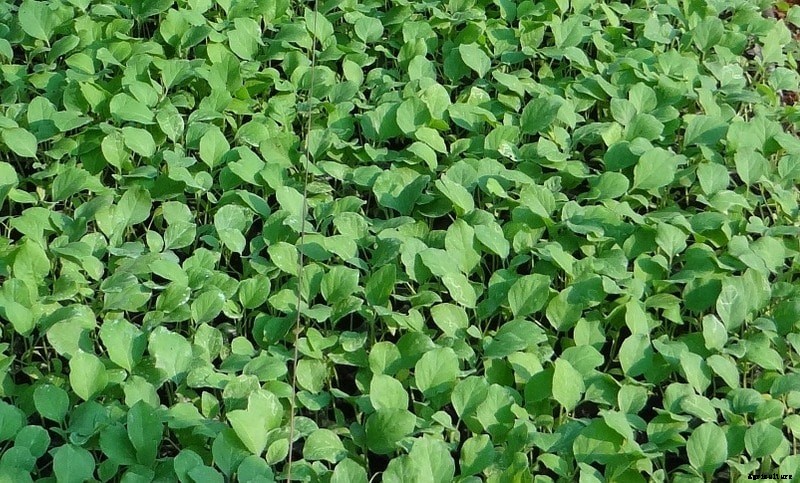 Growing Eggplants Hydroponically (Brinjal) – A Full Guide