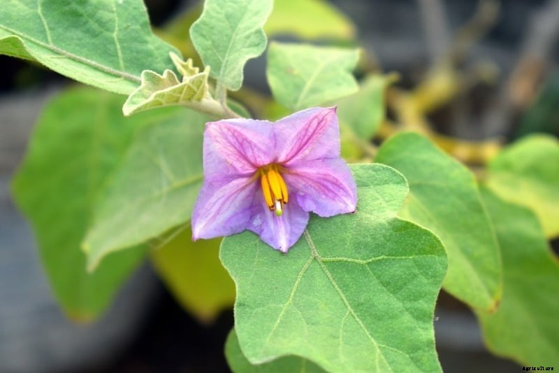 Growing Eggplants Hydroponically (Brinjal) – A Full Guide