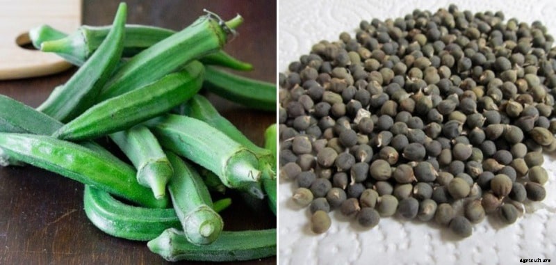 Growing Okra Hydroponically from Seed; Planting; Care