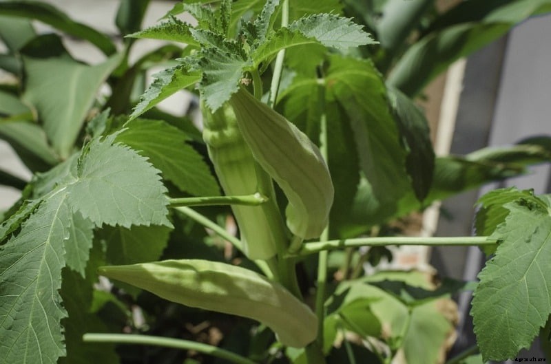 Growing Okra Hydroponically from Seed; Planting; Care