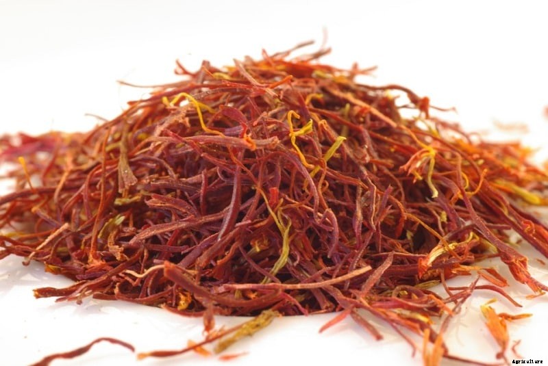 Growing Saffron Hydroponically from Bulbs – A Full Guide