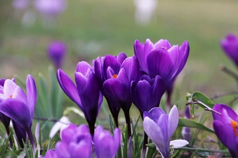 Growing Saffron Hydroponically from Bulbs – A Full Guide