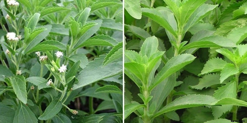 Growing Stevia Hydroponically from Seed – A Full Guide