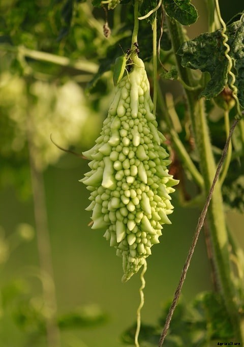 Growing Hydroponic Bitter Gourd from Seed