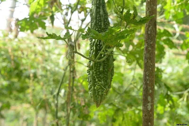 Growing Hydroponic Bitter Gourd from Seed