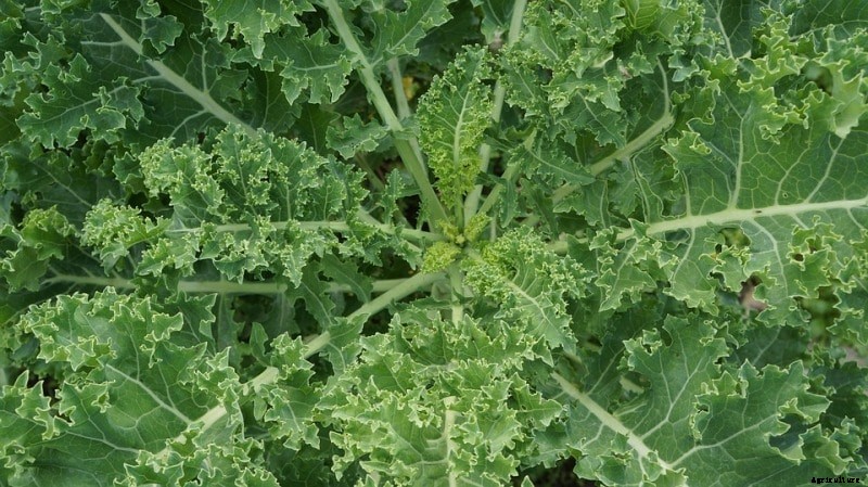 Growing Kale Hydroponically; Plant Care; Yield Guide
