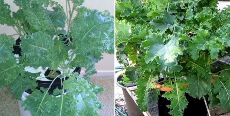 Growing Kale Hydroponically; Plant Care; Yield Guide