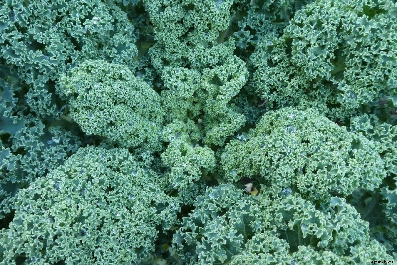 Growing Kale Hydroponically; Plant Care; Yield Guide