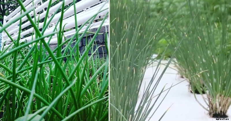 Growing Hydroponic Chives, Planting, Care, Harvesting