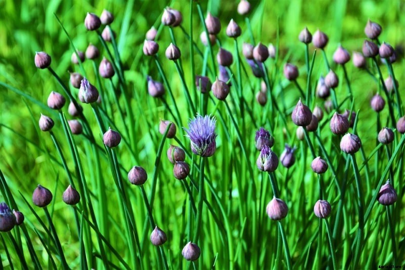 Growing Hydroponic Chives, Planting, Care, Harvesting