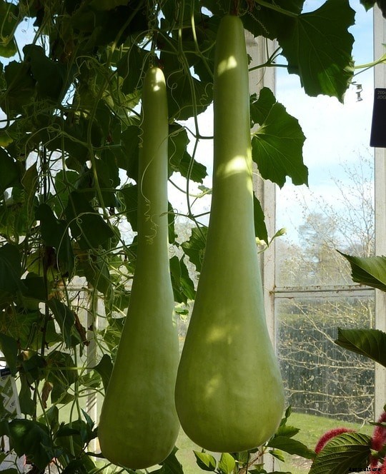 Growing Bottle Gourd Hydroponically (Lauki) from Seed