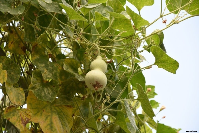 Growing Bottle Gourd Hydroponically (Lauki) from Seed