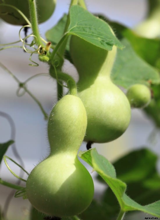 Growing Bottle Gourd Hydroponically (Lauki) from Seed