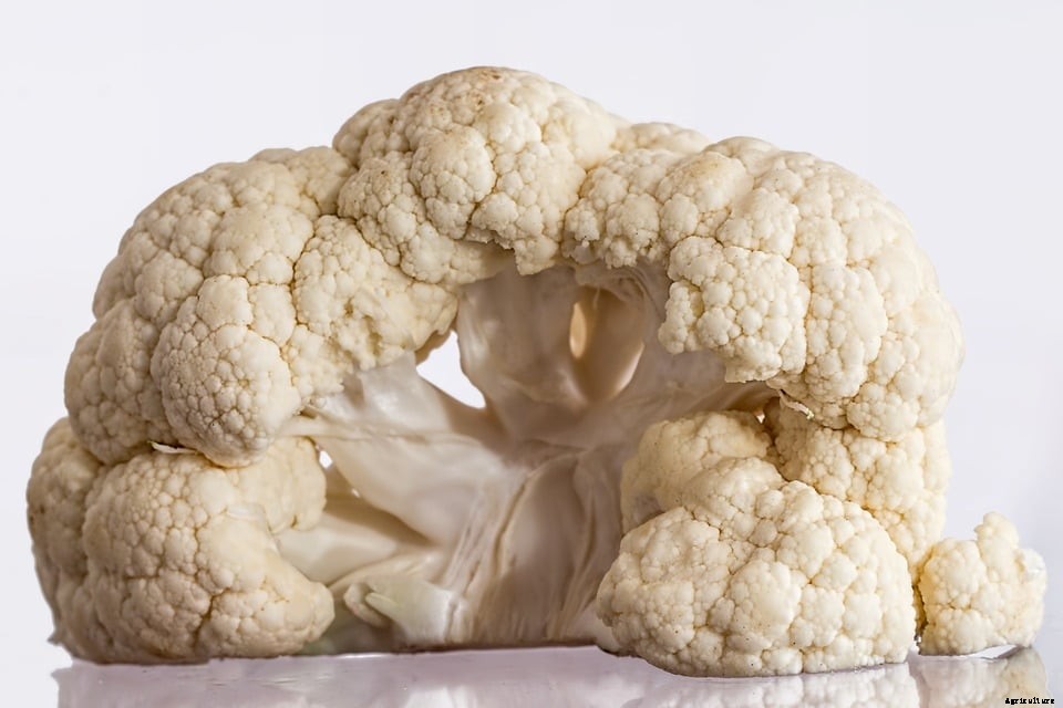 Growing Hydroponic Cauliflower, Planting, and Care
