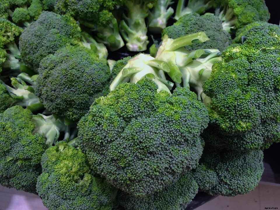 Growing Hydroponic Broccoli – A Complete Guide