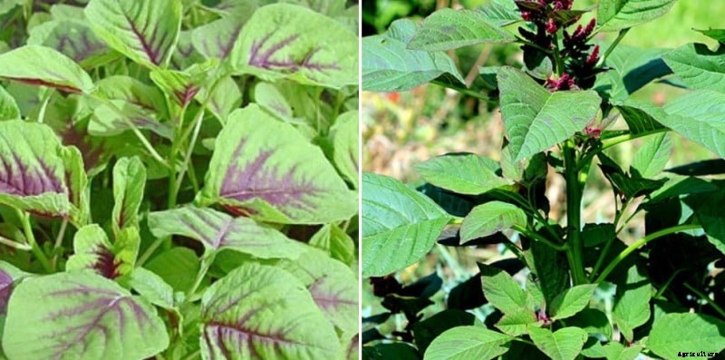 Growing Hydroponic Amaranth (Thota Kura) Guide