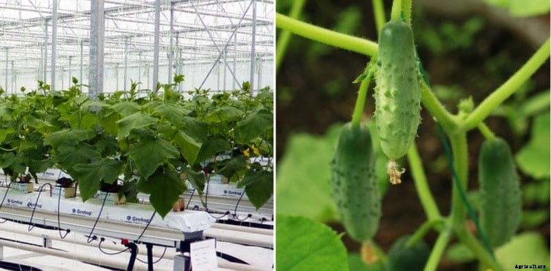 Growing Cucumber Hydroponically, Nutrient Solution