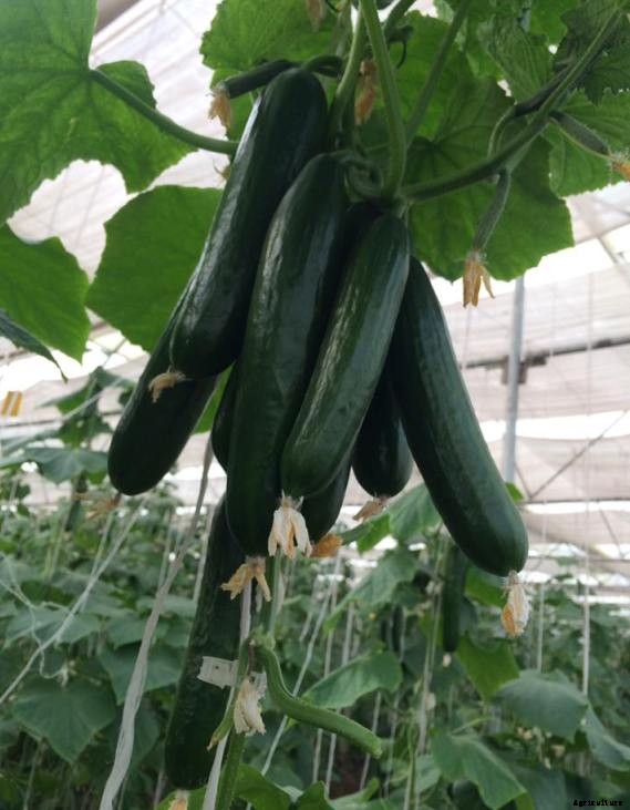 Growing Cucumber Hydroponically, Nutrient Solution