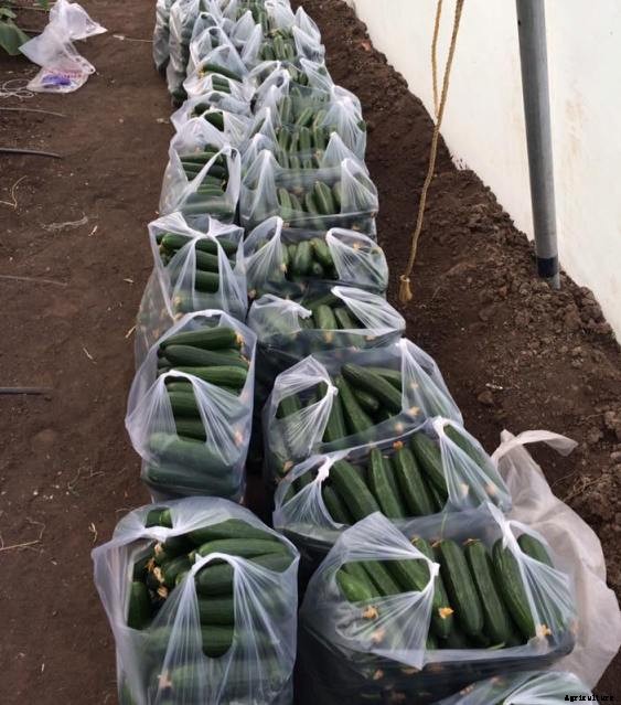 Growing Cucumber Hydroponically, Nutrient Solution