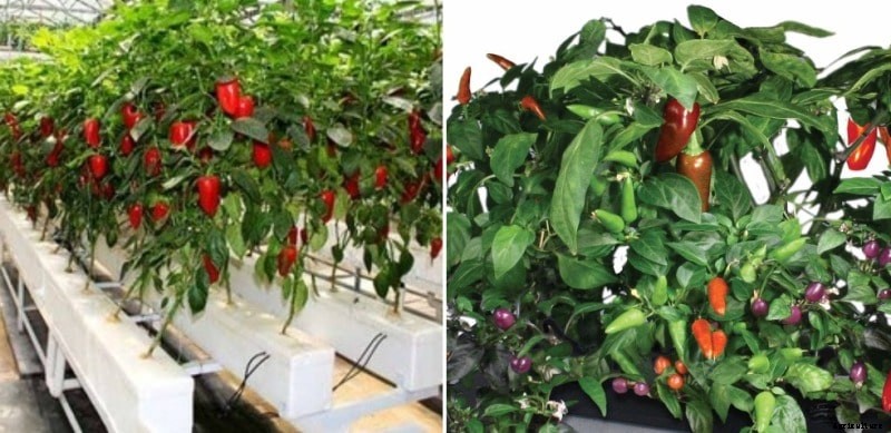 Growing Hydroponic Chilli, Requirements, Benefits