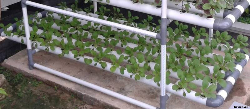 Growing Spinach Hydroponically at Home – A Full Guide