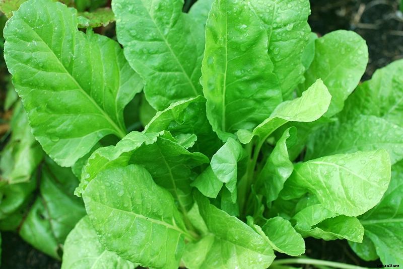 Growing Spinach Hydroponically at Home – A Full Guide