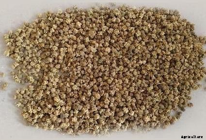 Growing Spinach Hydroponically at Home – A Full Guide