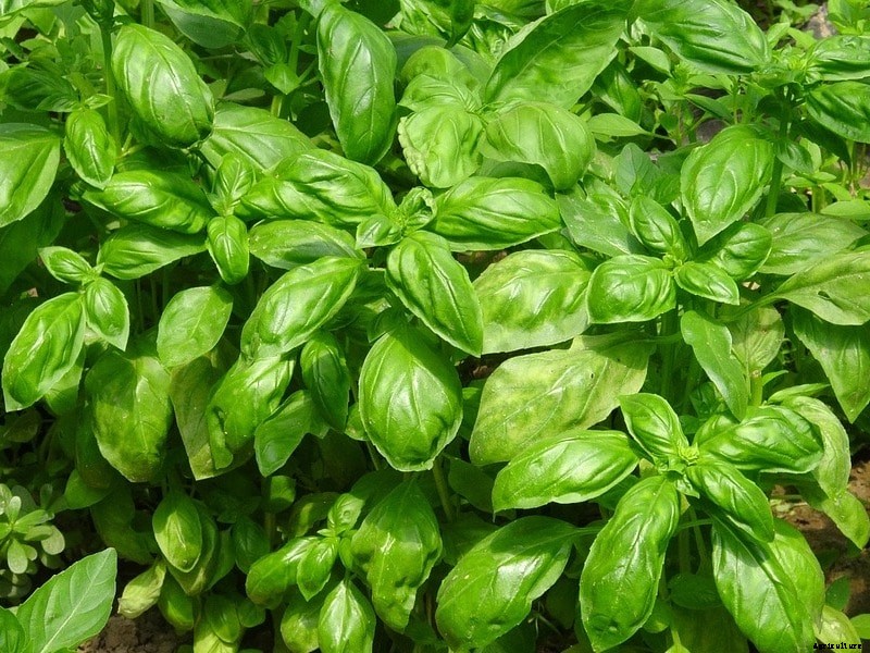 Hydroponic Herb Gardening Techniques, Ideas, and Tips