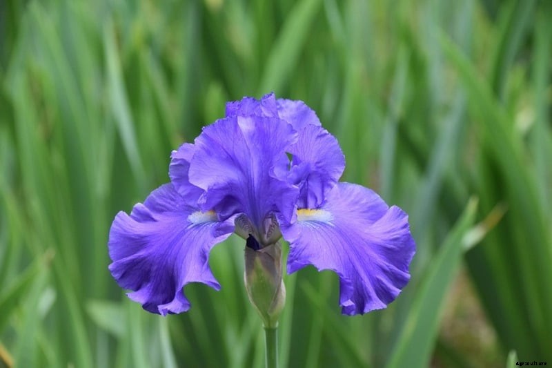 Hydroponic Flowers List; Hydroponic Floriculture