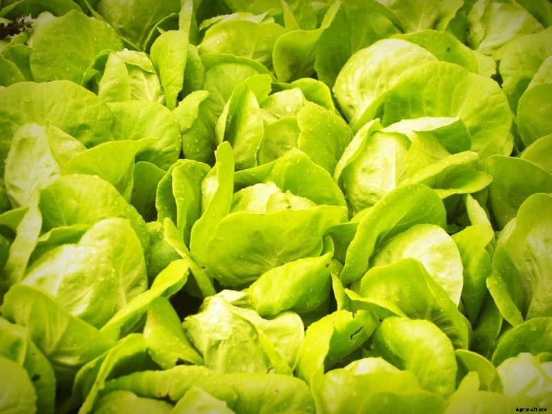 Hydroponic Lettuce Gardening Tips, Techniques