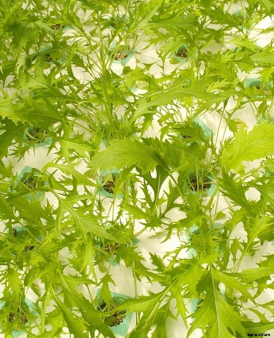 Hydroponic System Components; Their Functions