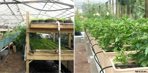 Aquaponic Garden Setup, Design, Techniques, Ideas