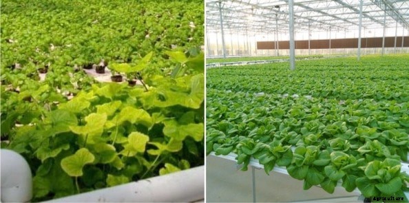 Aquaponic Gardening Techniques; Ideas; Tips