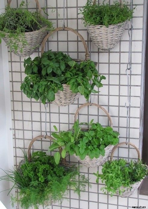 Vertical Gardening Techniques, Tips, Ideas
