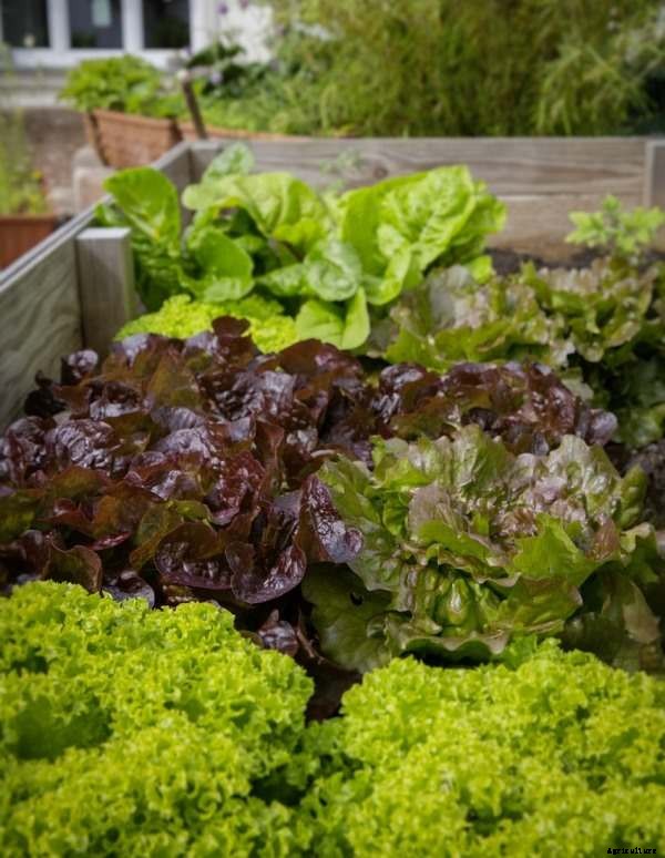 Urban Vegetable Gardening Ideas, Tips, Techniques