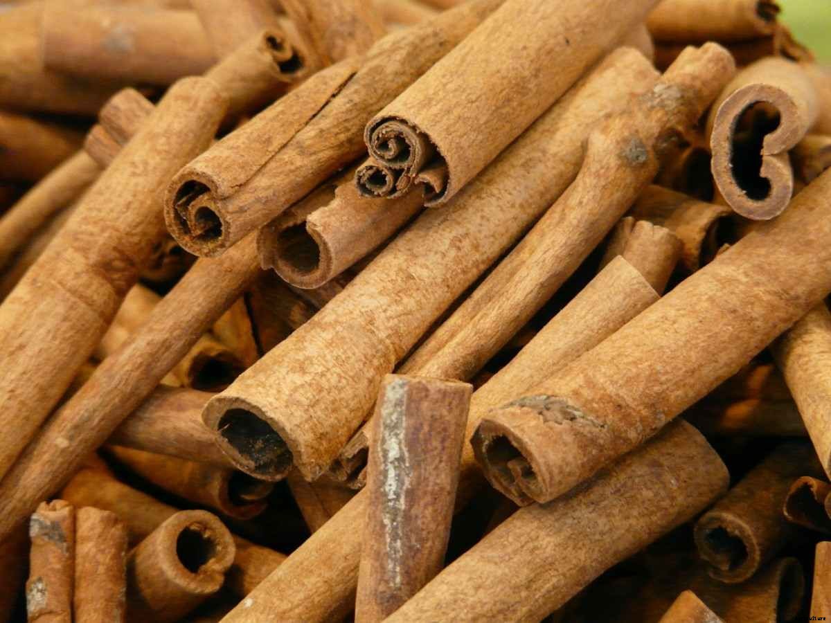 Cinnamon Tree Planting, Tips, Ideas, And Techniques