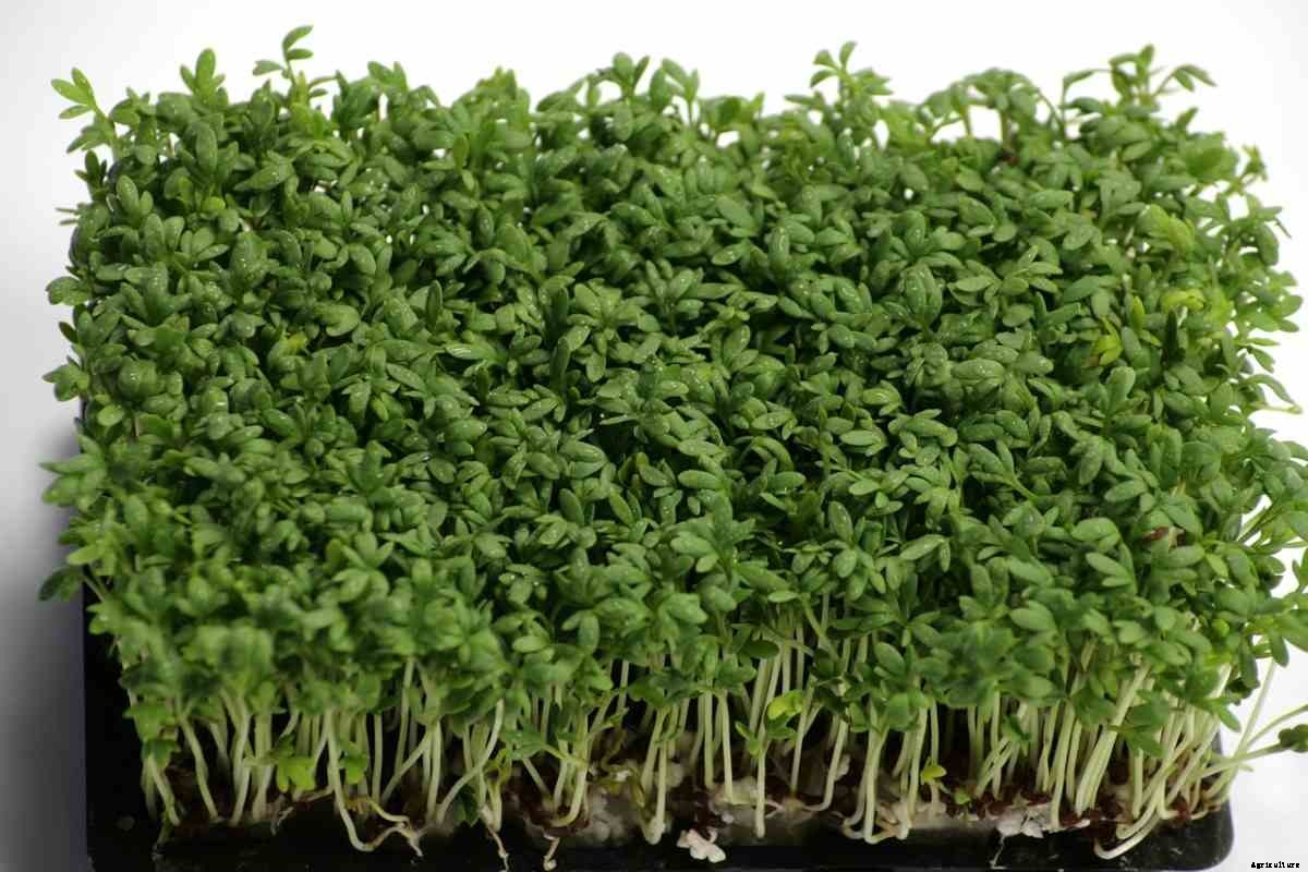 Growing Garden Cress From Seed, Indoors, Tips, Ideas