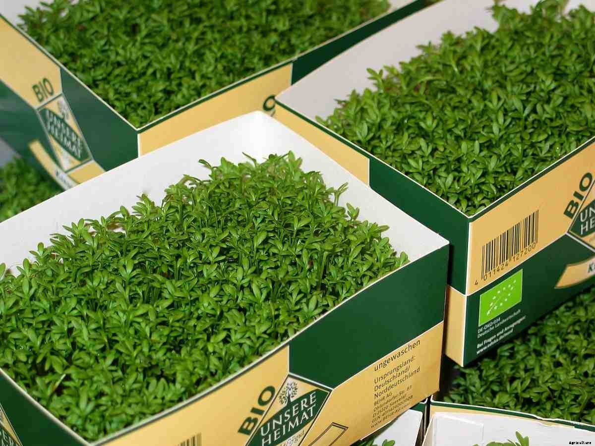 Growing Garden Cress From Seed, Indoors, Tips, Ideas