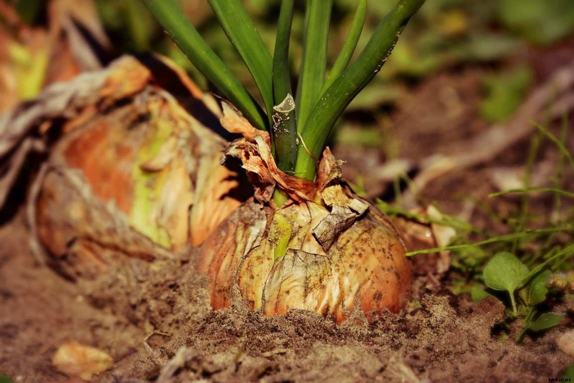 Onion Companion Plants, Onion Planting Guide