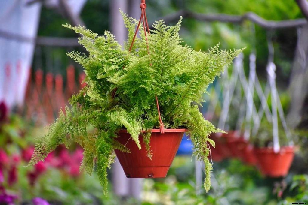 Unique Indoor Hanging Plants, Gardening Guide