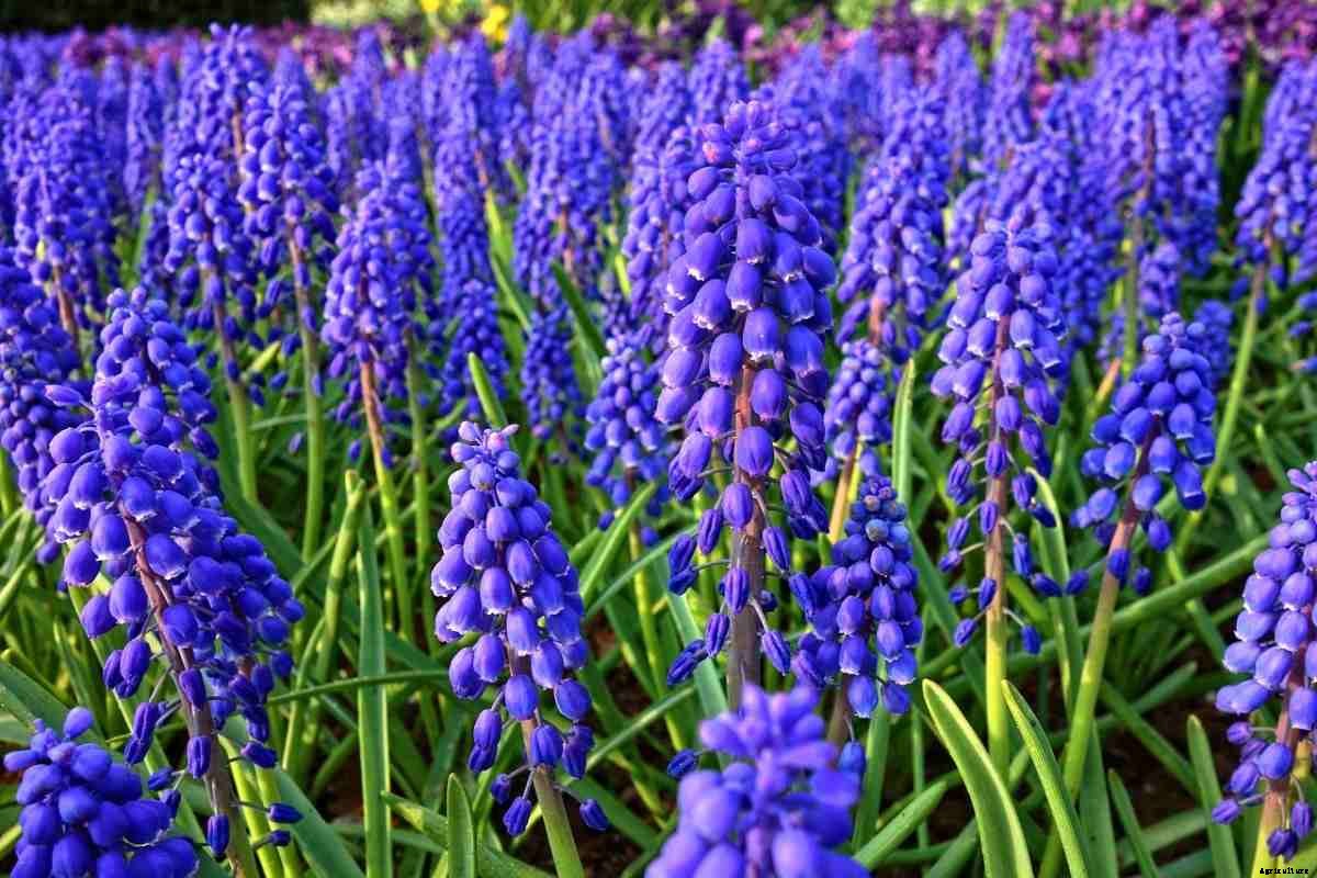 How To Start Hyacinth Flower Gardening