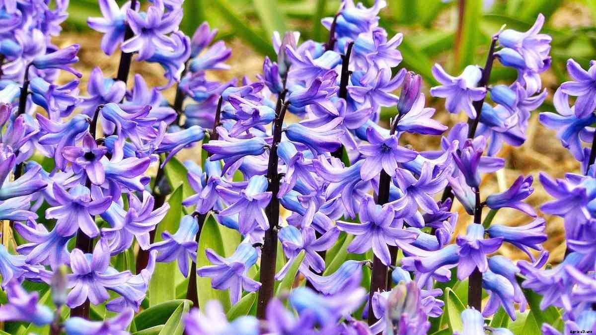 How To Start Hyacinth Flower Gardening