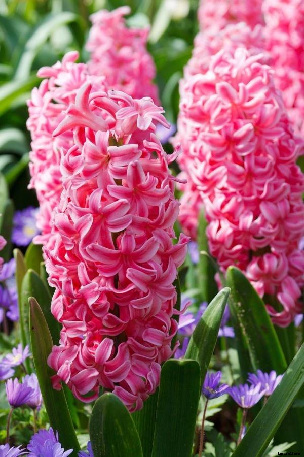 How To Start Hyacinth Flower Gardening