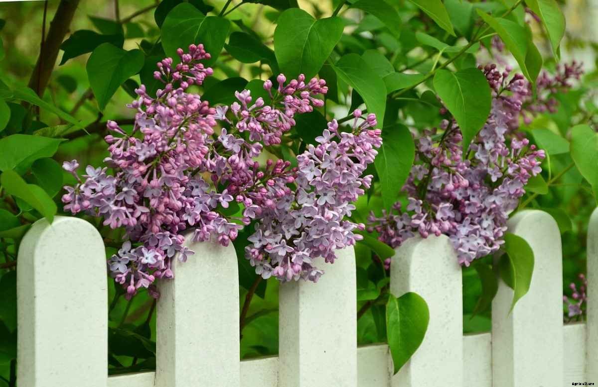 Lilac Flower Gardening, How To Start, Tips, Ideas